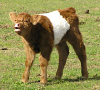 To Charlie's photo page Charles