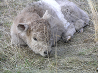 To Darla's photo page Darla