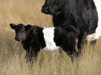 To Davina's photo page Davina