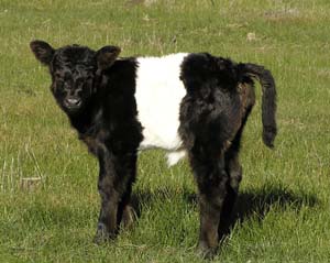 Grantham Eloise Eloise