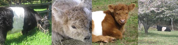 Belted Galloways at Grantham Galloways belted