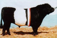 Midfern Stuart Stuart