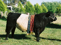 Wilkamdai Zikomo Zikomo